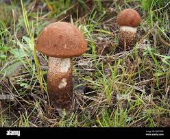 Attēlu rezultāti vaicājumam “Leccinum vulpinum”