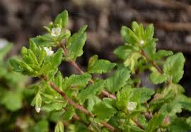 Attēlu rezultāti vaicājumam “Veronica agrestis leaf”