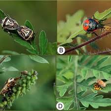 Attēlu rezultāti vaicājumam “Jalla dumosa imago”