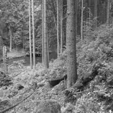 Attēlu rezultāti vaicājumam “Phellinus nigrolimitatus”