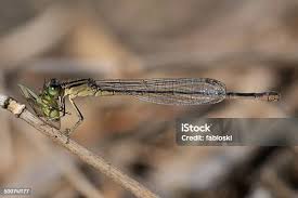 Attēlu rezultāti vaicājumam “Ischnura elegans”