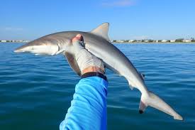 Image result for Carcharhinus brevipinna