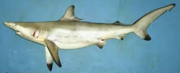 Image result for Carcharhinus limbatus