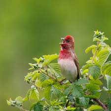 Attēlu rezultāti vaicājumam “Carpodacus erythrinus”