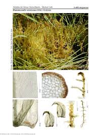 Attēlu rezultāti vaicājumam “Hamatocaulis vernicosus”