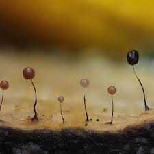 Attēlu rezultāti vaicājumam “Cribraria argillacea spores”