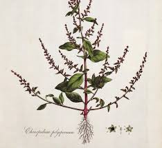 Attēlu rezultāti vaicājumam “Chenopodium polyspermum leaf”