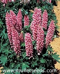 Attēlu rezultāti vaicājumam “Lupinus polyphyllus”