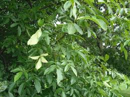 Attēlu rezultāti vaicājumam “Juglans x sinensis leaf”