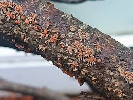 Attēlu rezultāti vaicājumam “Hypoxylon vogesiacum”