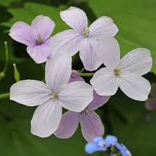 Attēlu rezultāti vaicājumam “Lunaria rediviva fruit”