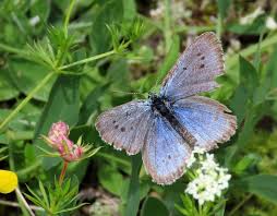 Attēlu rezultāti vaicājumam “Phengaris arion upperside”