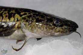 Image result for Lota lota