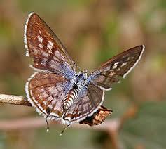 Attēlu rezultāti vaicājumam “Polyommatinae”