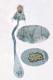 Attēlu rezultāti vaicājumam “Agonopterix ciliella imago”