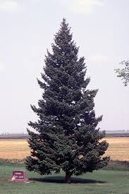 Attēlu rezultāti vaicājumam “Pseudotsuga menziesii var. glauca”