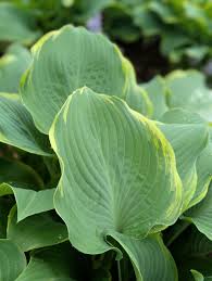 Attēlu rezultāti vaicājumam “Hosta sp. leaf”
