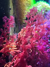 Attēlu rezultāti vaicājumam “Lycogala botrydium”