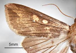 Attēlu rezultāti vaicājumam “Mythimna sp.”