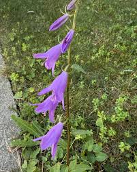 Image result for Campanula rapunculoides