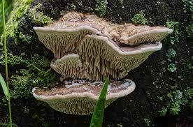 Attēlu rezultāti vaicājumam “Gloeophyllum trabeum”