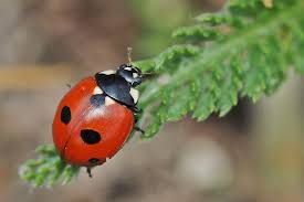 Attēlu rezultāti vaicājumam “Coccinella quinquepunctata”