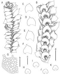 Attēlu rezultāti vaicājumam “Lophocolea minor”