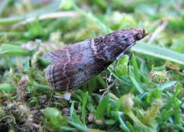 Attēlu rezultāti vaicājumam “Acrobasis advenella”