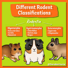 Attēlu rezultāti vaicājumam “Rodentia”