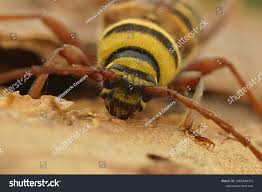 Attēlu rezultāti vaicājumam “Plagionotus detritus imago”