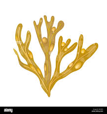 Attēlu rezultāti vaicājumam “Fucus vesiculosus”