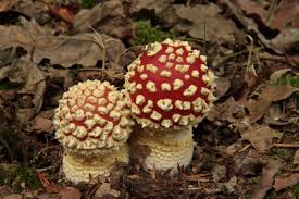 Image result for vliegenzwam