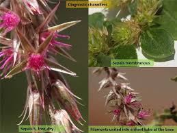 Attēlu rezultāti vaicājumam “Amaranthaceae”