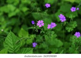 Attēlu rezultāti vaicājumam “Geranium pyrenaicum flower”