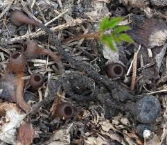 Attēlu rezultāti vaicājumam “Dumontinia tuberosa”
