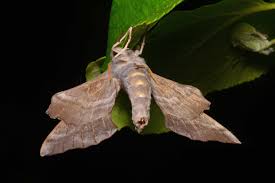 Attēlu rezultāti vaicājumam “Laothoe amurensis”