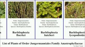 Attēlu rezultāti vaicājumam “Barbilophozia lycopodioides”