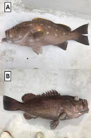 Image result for Hyporthodus niveatus