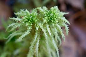 Attēlu rezultāti vaicājumam “Sphagnum squarrosum”