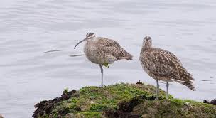 Image result for Numenius hudsonicus