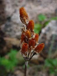 Attēlu rezultāti vaicājumam “Primula farinosa bud”