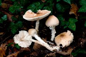 Attēlu rezultāti vaicājumam “Lepiota clypeolaria”