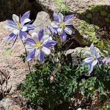 Image result for Aquilegia caerulea