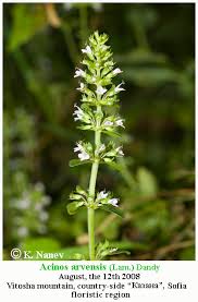 Attēlu rezultāti vaicājumam “Acinos arvensis flower”