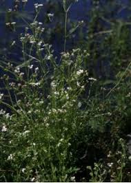 Attēlu rezultāti vaicājumam “Galium palustre”