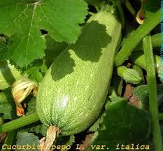 Attēlu rezultāti vaicājumam “Cucurbita pepo fruit”