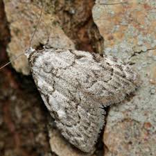 Attēlu rezultāti vaicājumam “Nola confusalis”