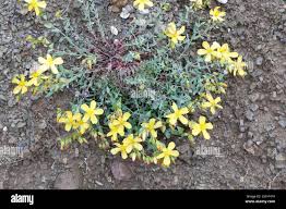 Image result for Johanniskraut