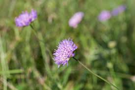 Attēlu rezultāti vaicājumam “Knautia arvensis flower”