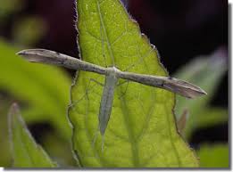 Attēlu rezultāti vaicājumam “Adaina microdactyla”